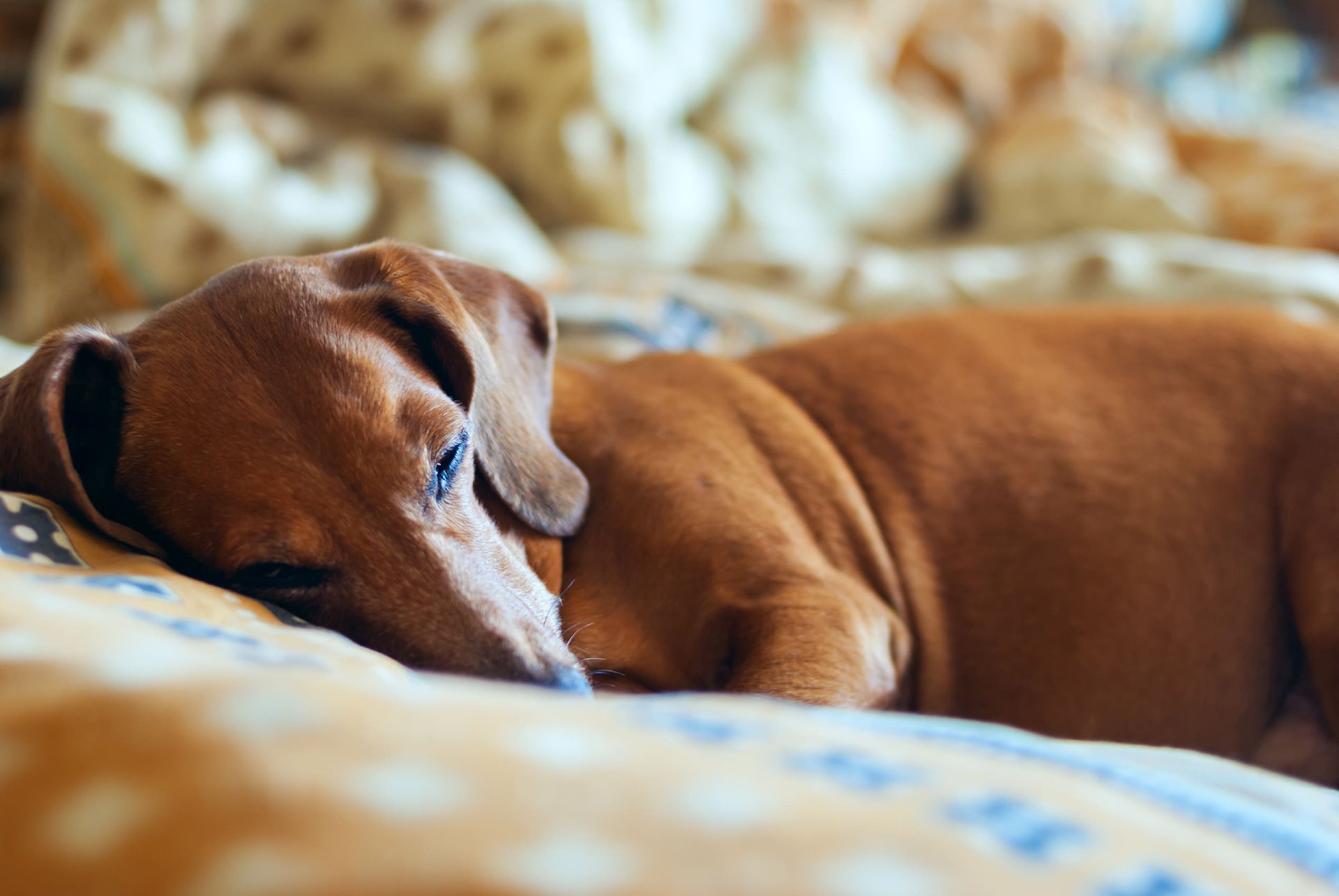 Petit chien brun dormant sur un lit